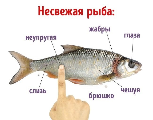 Основные признаки недоброкачественности рыбы